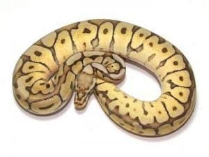 baby ball python for sale