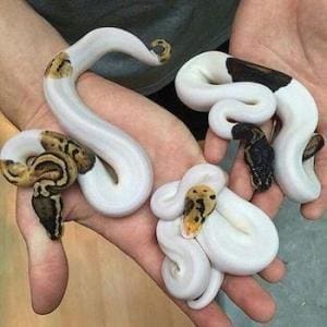 ball python breeder