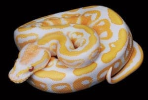 ball python breeders