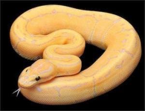 ball pythons for sale