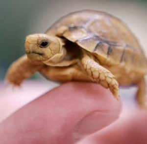 egyptian tortoise breeder