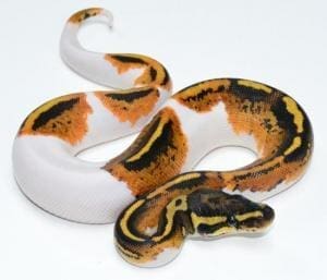 pied ball python