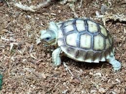 baby tortoise for sale near me