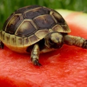 buy tortoises near me