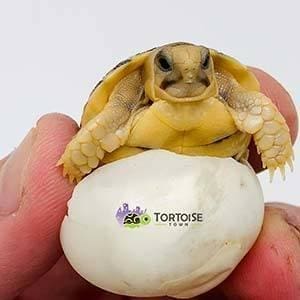 small tortoise for sale