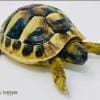 hermann's tortoise for sale