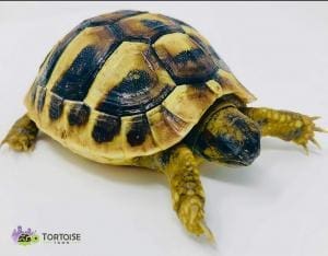 hermann's tortoise for sale