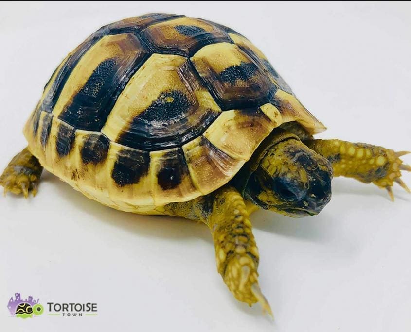 hermann's tortoise for sale