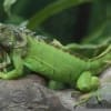 green iguana