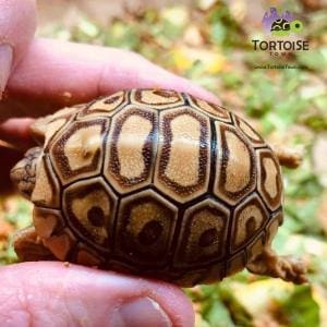 caramel leopard tortoise