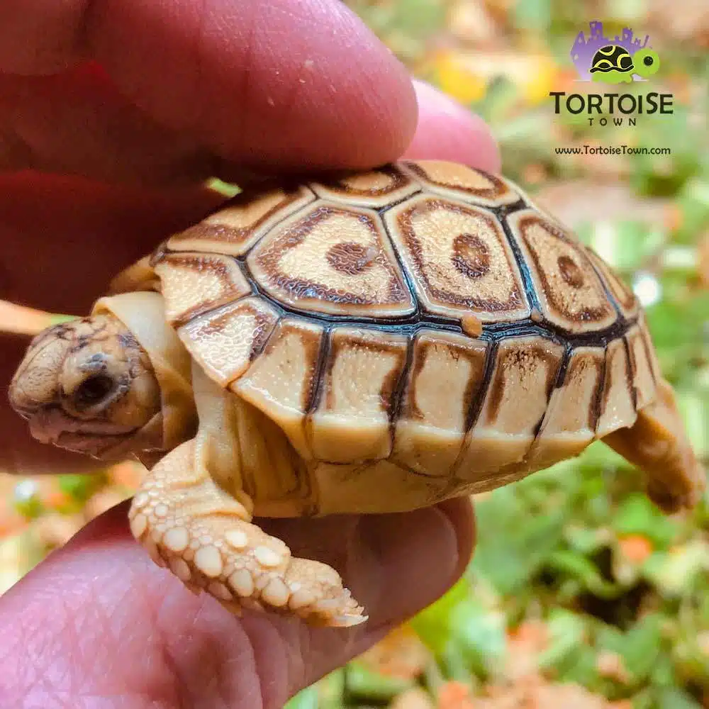 caramel Leopard tortoise na sprzedaż