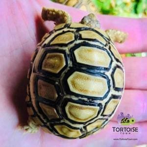 ivory leopard tortoise