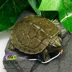 geographic map turtle