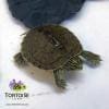 geographic map turtle for sale