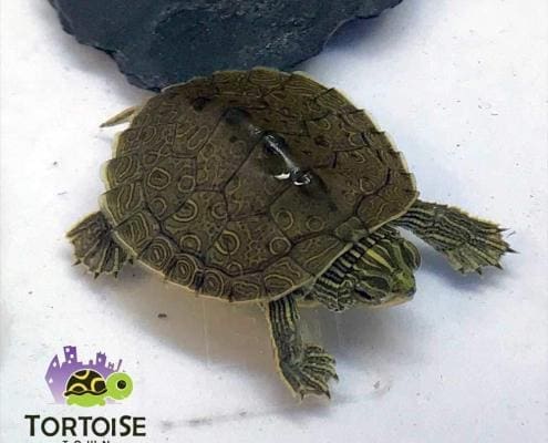 geographic map turtle for sale