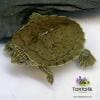 map turtle for sale