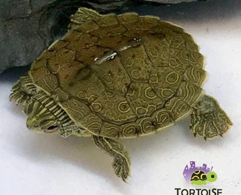 map turtle for sale