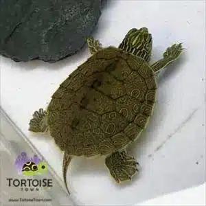 real pet turtles for sale