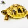 Eastern Hermann tortoise for sale