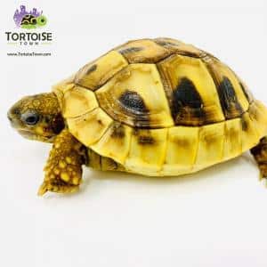 Hermann tortoise for sale