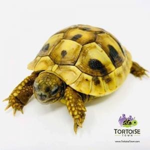 Hermann's tortoise