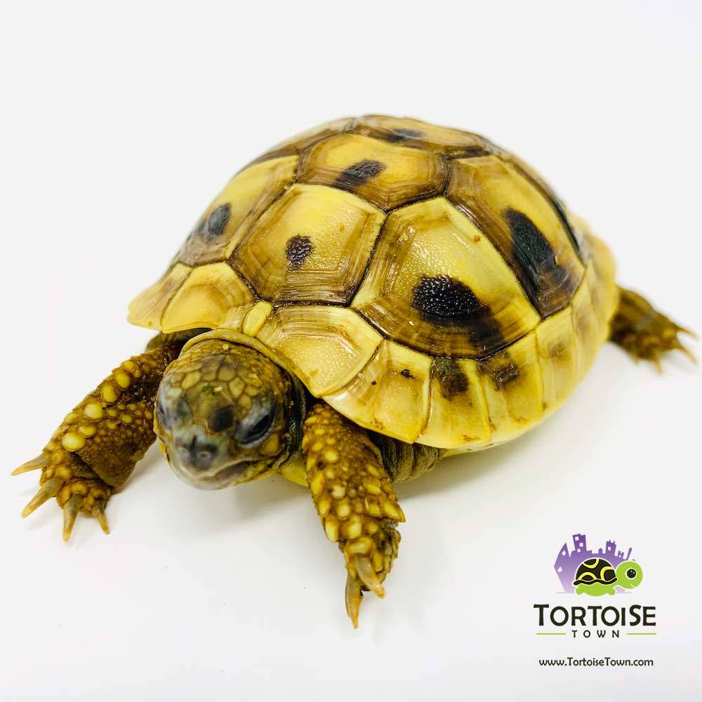 Hermann's tortoise