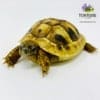 baby Hermann's tortoise