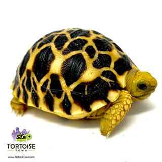 burmese star tortoise care guide 2026