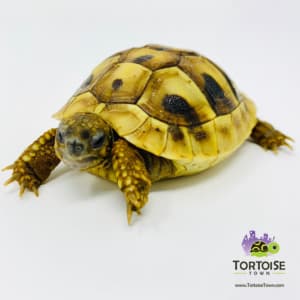 Eastern Hermanns tortoise