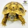 Hermann's tortoise for sale