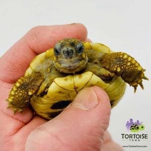 Hermann's tortoises