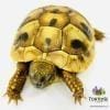 Testudo Hermanni for sale