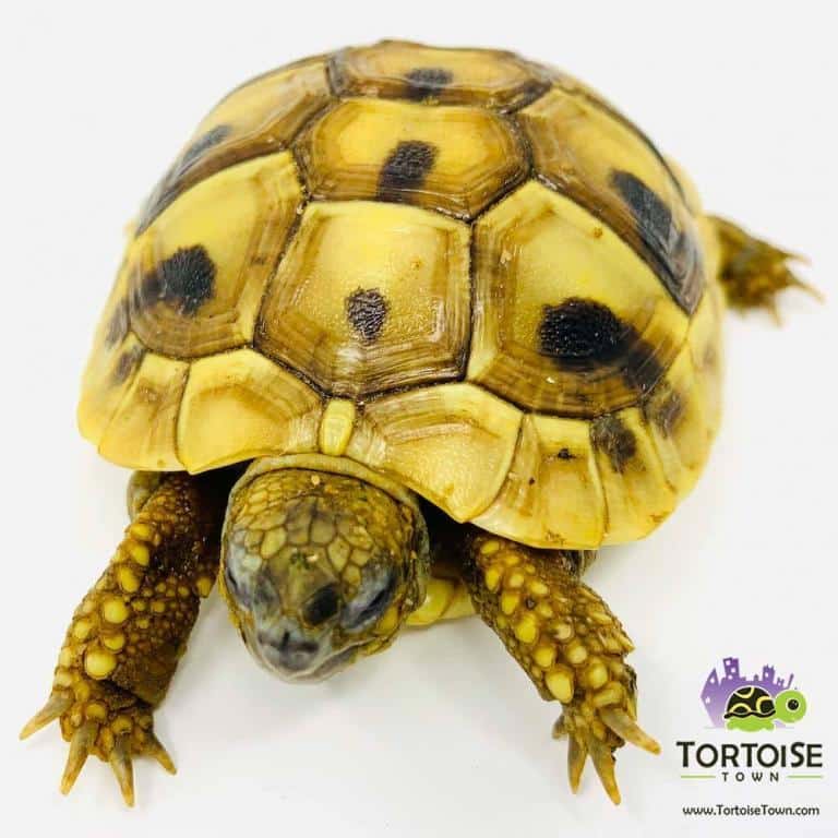 Hermanns tortoise for sale buy baby Eastern Hermann