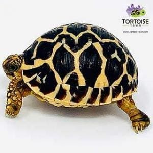 Indian Star tortoise for sale