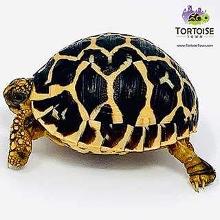 Indian Star tortoise for sale