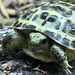 baby Russian tortoise