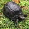 baby Aldabra tortoise