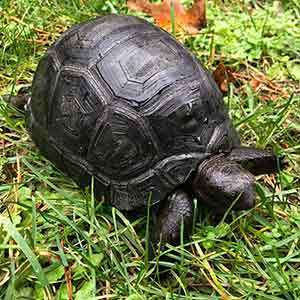 baby Aldabra tortoise