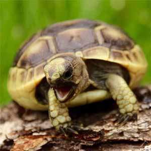 baby Greek tortoise