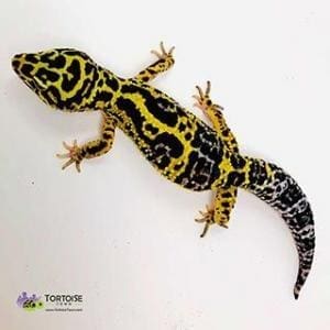 bold leopard geckos