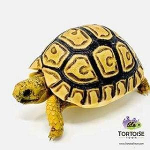 leopard tortoise for sale