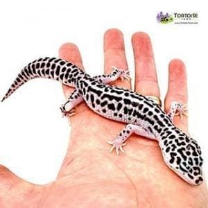 mack snow leopard gecko