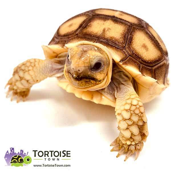 Spurred tortoise for sale