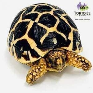 Star tortoise for sale