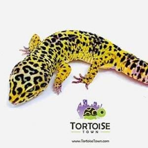 supergiant leopard geckos