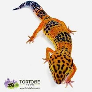 tangerine leopard geckos