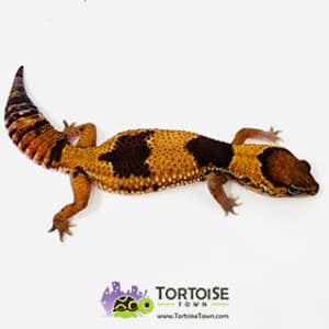 fat tailed geckos for sale