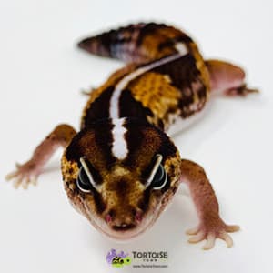 fat tail gecko sale