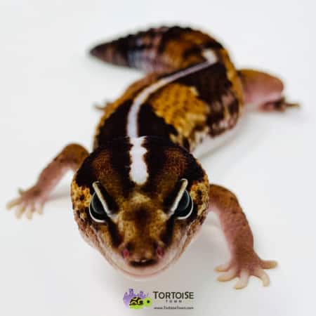 striped fat tail gecko for sale