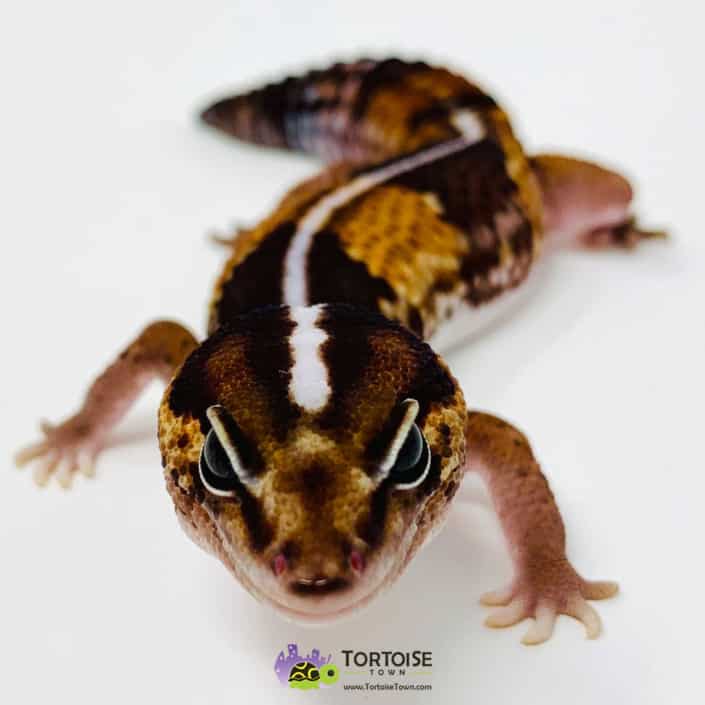 Aptor leopard gecko for sale online | Aptor leopard geckos for sale